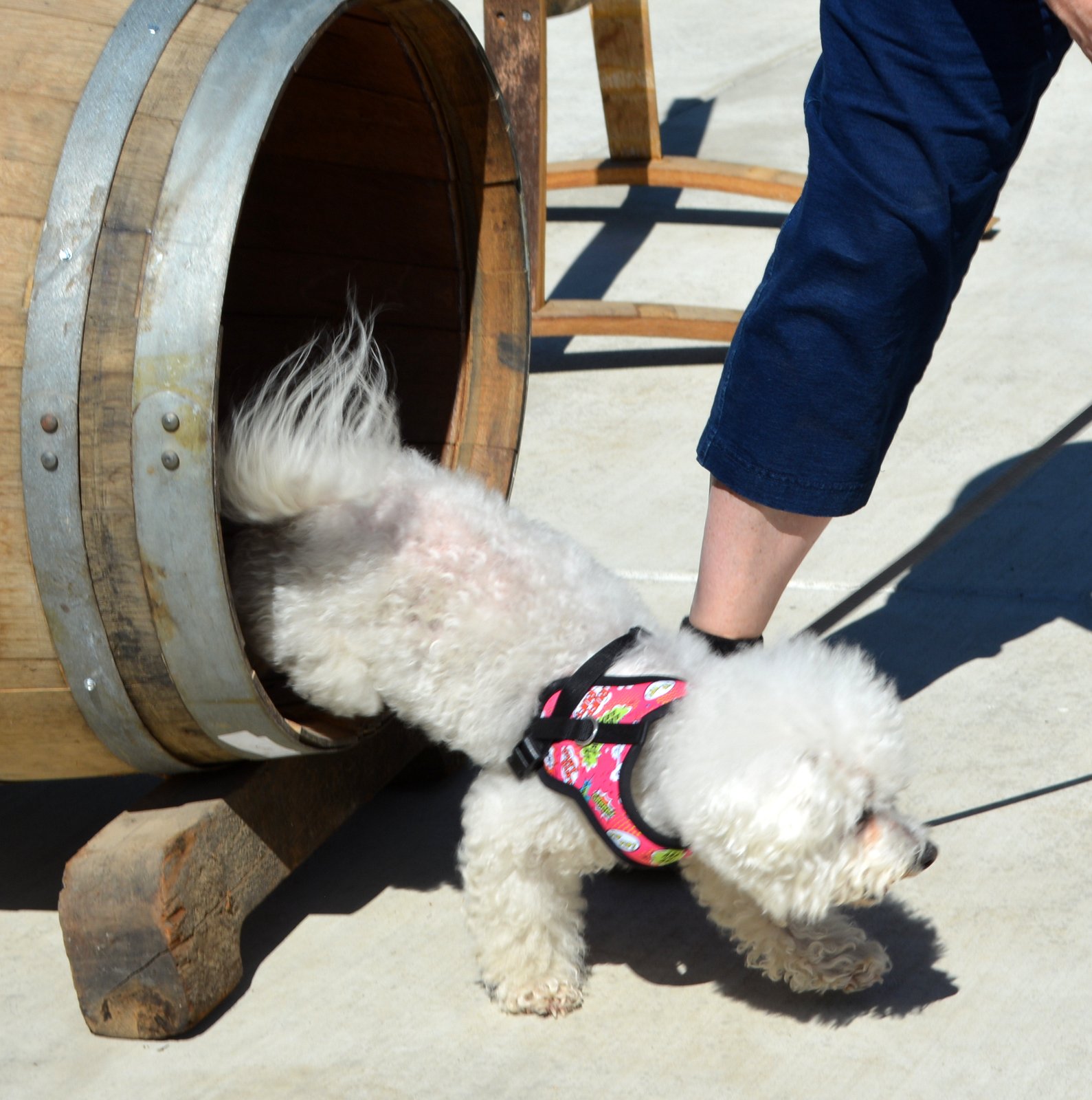 small dog going through Wine Barrel Dash